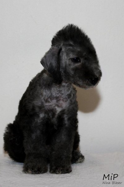 Dickie Happy Sheep.jpg